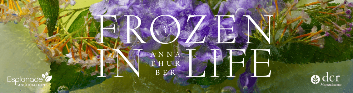 Frozen In Life